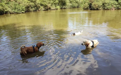 Les balades éducatives canines