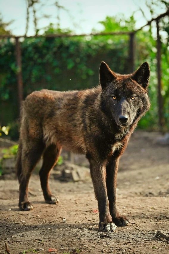 Un loup en captivité