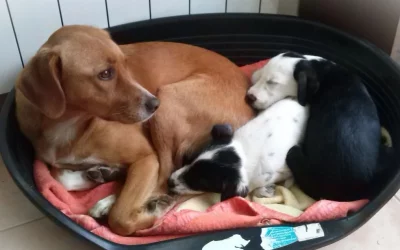 Les signaux d’apaisement