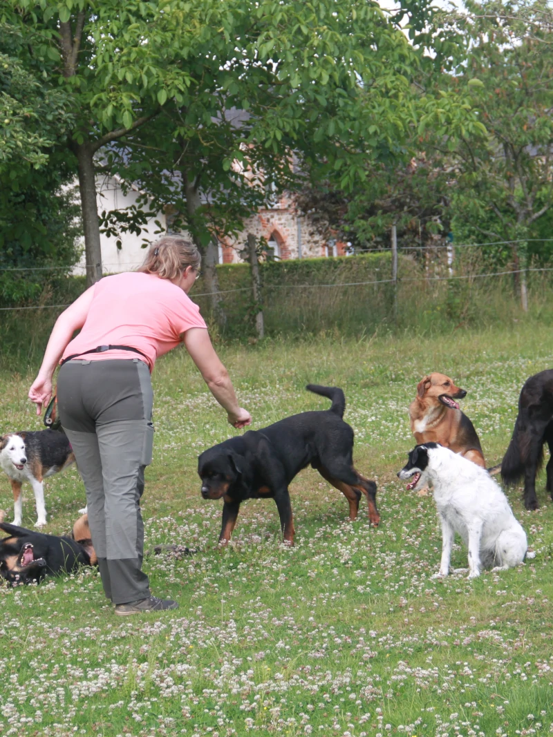 Plusieurs chiens autour de Déborah dont Oméga, assise, qui tourne la tête