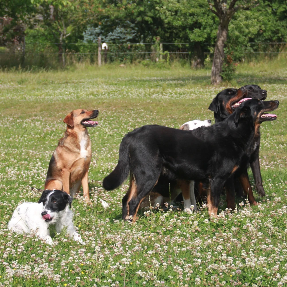 Les signaux d'apaisement - se lécher le nez
