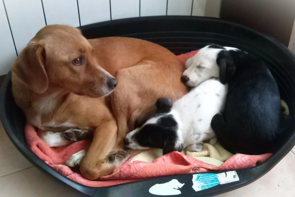 Les signaux d’apaisement